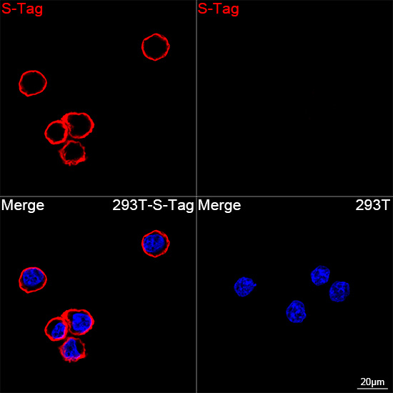 S-peptide Epitope Tag Antibody in Immunocytochemistry (ICC/IF)