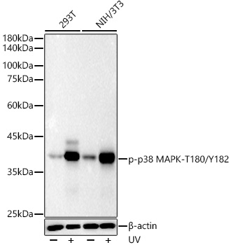 Phospho-p38 MAPK (Thr180, Tyr182) Antibody in Western Blot (WB)