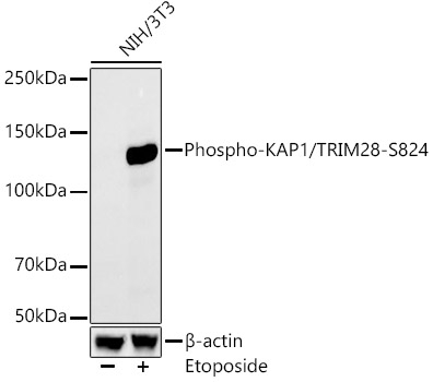 Phospho-TRIM28 (Ser824) Antibody in Western Blot (WB)