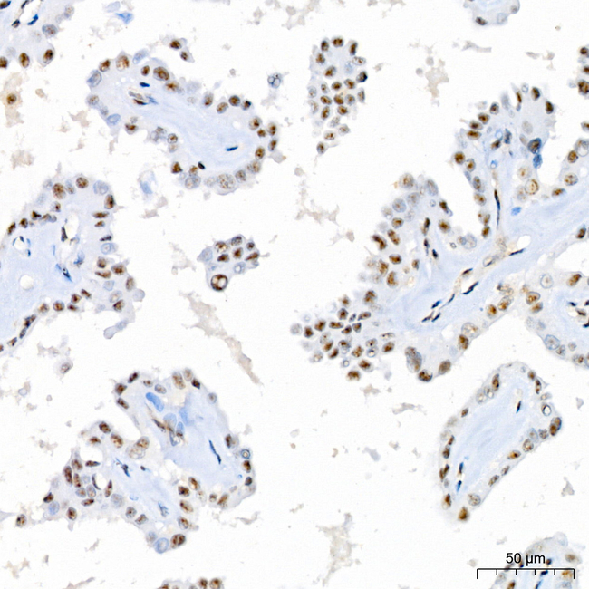 Phospho-MEK3/MEK6 (Ser189, Ser207) Antibody in Immunohistochemistry (Paraffin) (IHC (P))