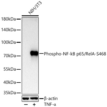Phospho-NFkB p65 (Ser468) Antibody in Western Blot (WB)