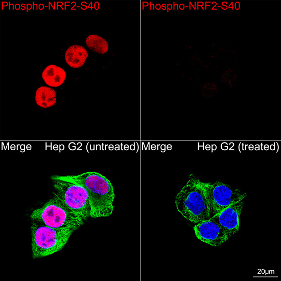 Phospho-Nrf2 (Ser40) Antibody in Immunocytochemistry (ICC/IF)