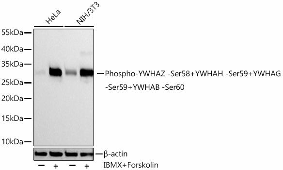 Phospho-14-3-3 beta/gamma/eta/zeta (Ser58, Ser59, Ser60) Antibody in Western Blot (WB)