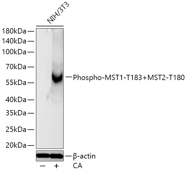 Phospho-MST1/MST2 (Thr183, Thr180) Antibody in Western Blot (WB)