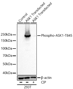 Phospho-ASK1 (Thr845) Antibody in Western Blot (WB)