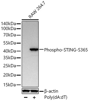 Phospho-STING (Ser365) Antibody in Western Blot (WB)