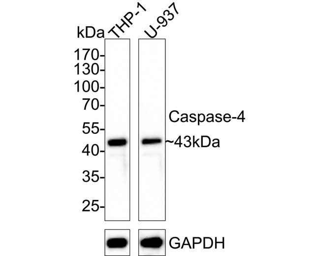 Caspase 4 Antibody in Western Blot (WB)