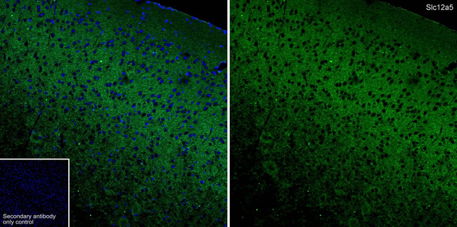 KCC2 Antibody in Immunohistochemistry (Frozen) (IHC (F))