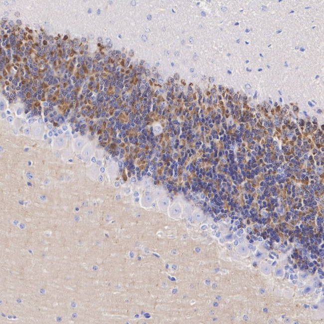 KV4.2 (KCND2) Antibody in Immunohistochemistry (Paraffin) (IHC (P))