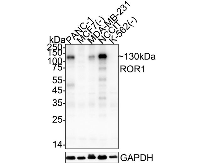ROR1 Antibody in Western Blot (WB)