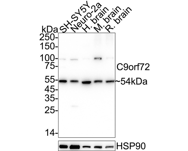 C9orf72 Antibody in Western Blot (WB)