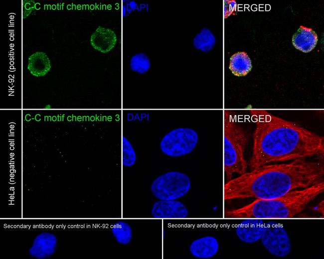 CCL3 Antibody in Immunocytochemistry (ICC/IF)