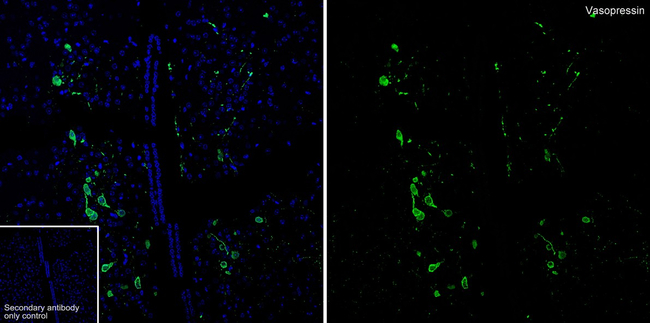 AVP Antibody in Immunohistochemistry (Paraffin) (IHC (P))