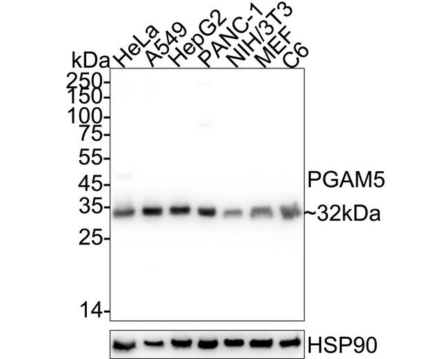 PGAM5 Antibody in Western Blot (WB)