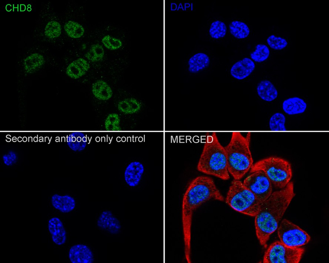 CHD8 Antibody in Immunocytochemistry (ICC/IF)