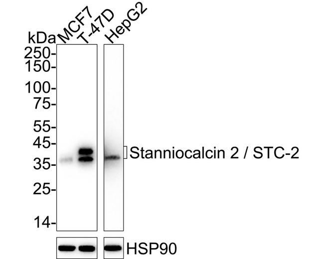 STC2 Antibody in Western Blot (WB)