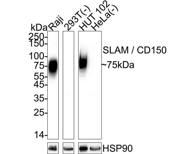 CD150 Antibody in Western Blot (WB)