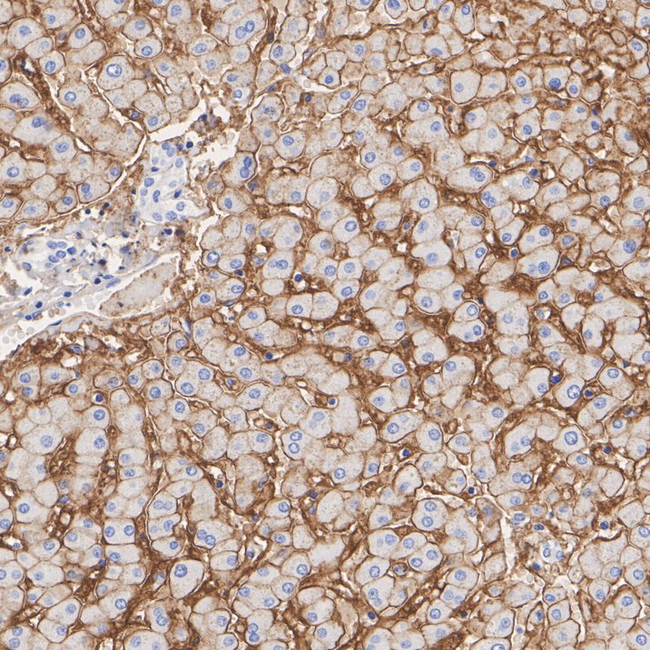 ENPP1 Antibody in Immunohistochemistry (Paraffin) (IHC (P))