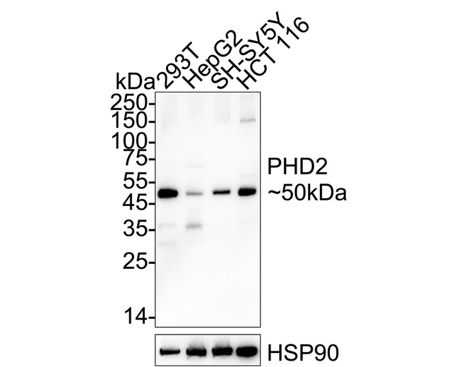 PHD2 Antibody in Western Blot (WB)