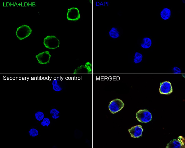 LDHA/LDHB Antibody in Immunocytochemistry (ICC/IF)