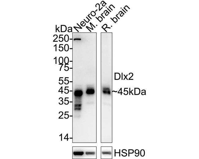 DLX2 Antibody in Western Blot (WB)