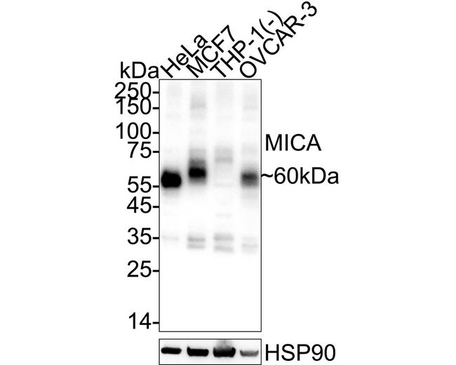 MICA Antibody in Western Blot (WB)