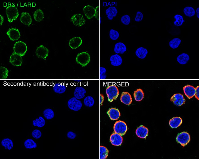 DR3 Antibody in Immunocytochemistry (ICC/IF)