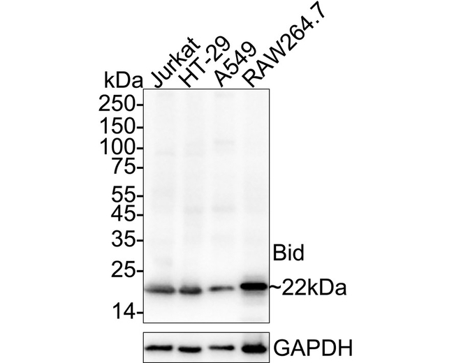 BID Antibody in Western Blot (WB)