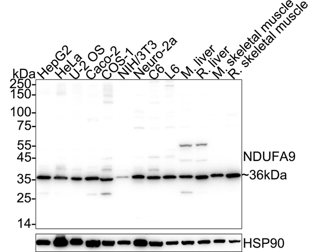 NDUFA9 Antibody in Western Blot (WB)