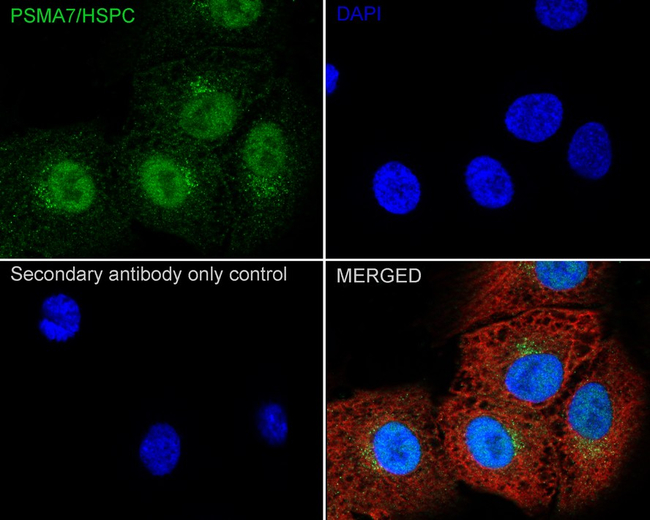 PSMA7 Antibody in Immunocytochemistry (ICC/IF)