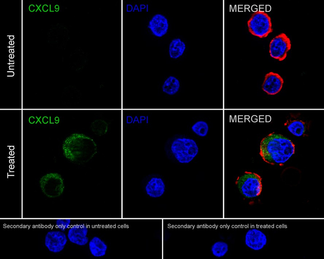 CXCL9 Antibody in Immunocytochemistry (ICC/IF)
