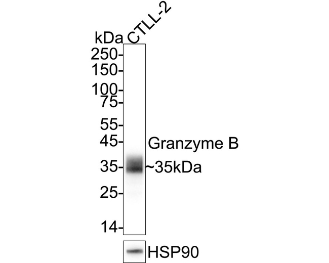Granzyme B Antibody in Western Blot (WB)