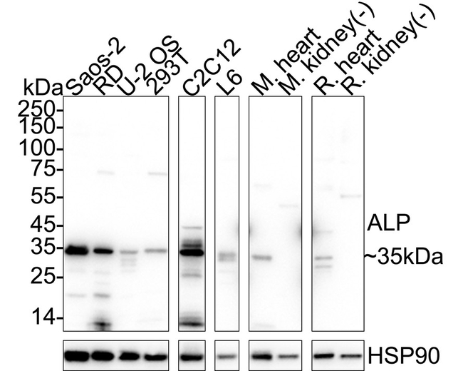 PDLIM3 Antibody in Western Blot (WB)