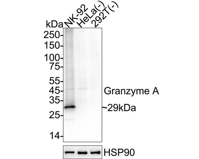 Granzyme A Antibody in Western Blot (WB)