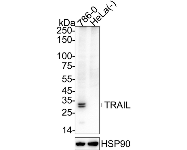 TRAIL Antibody in Western Blot (WB)