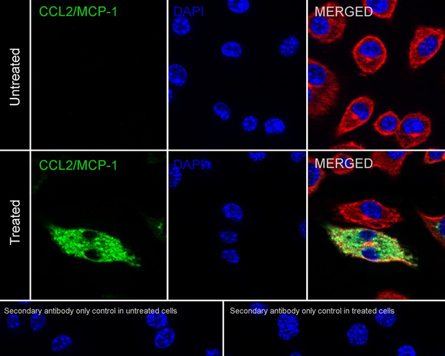 MCP-1 Antibody in Immunocytochemistry (ICC/IF)