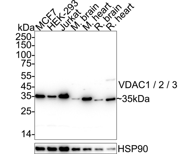 VDAC1/VDAC2/VDAC3 Antibody in Western Blot (WB)