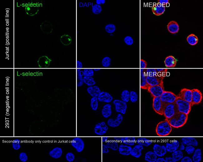 CD62L Antibody in Immunocytochemistry (ICC/IF)