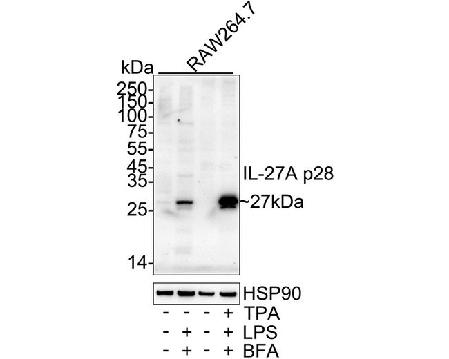 IL-27 p28 Antibody in Western Blot (WB)