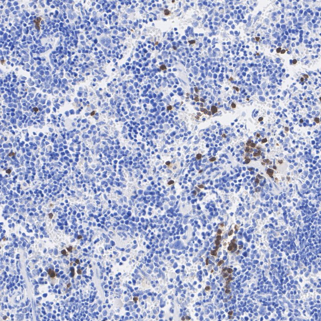 Ly-6G Antibody in Immunohistochemistry (Paraffin) (IHC (P))