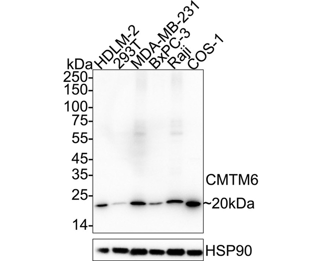 CMTM6 Antibody in Western Blot (WB)