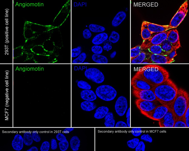 AMOT Antibody in Immunocytochemistry (ICC/IF)