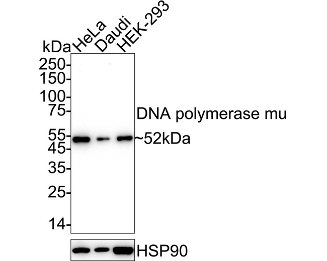 POLM Antibody in Western Blot (WB)