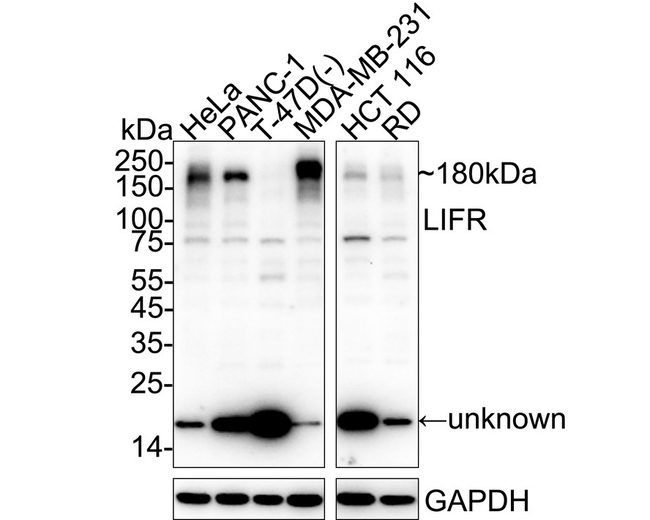 LIFR Antibody in Western Blot (WB)