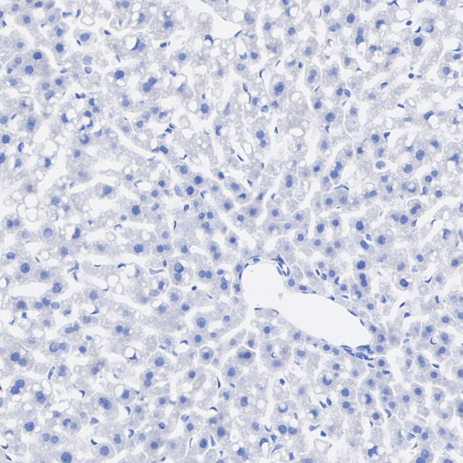 Ghrelin Antibody in Immunohistochemistry (Paraffin) (IHC (P))