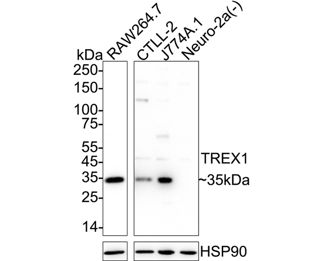 TREX1 Antibody in Western Blot (WB)