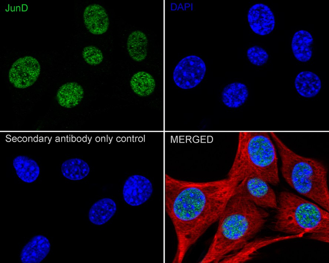 JunD Antibody in Immunocytochemistry (ICC/IF)