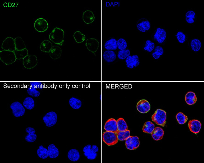 CD27 Antibody in Immunocytochemistry (ICC/IF)