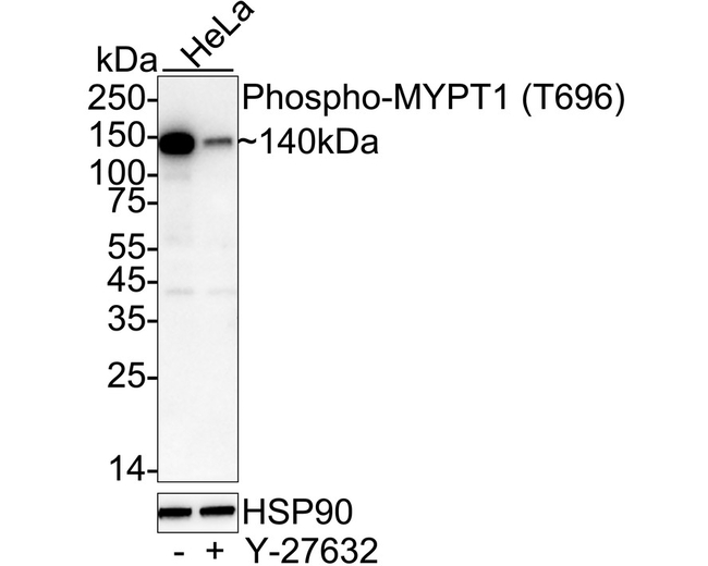 Phospho-MYPT1 (Thr696) Antibody in Western Blot (WB)