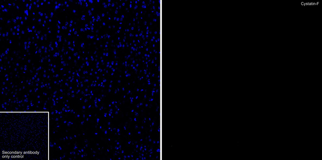Cystatin F Antibody in Immunohistochemistry (Frozen) (IHC (F))